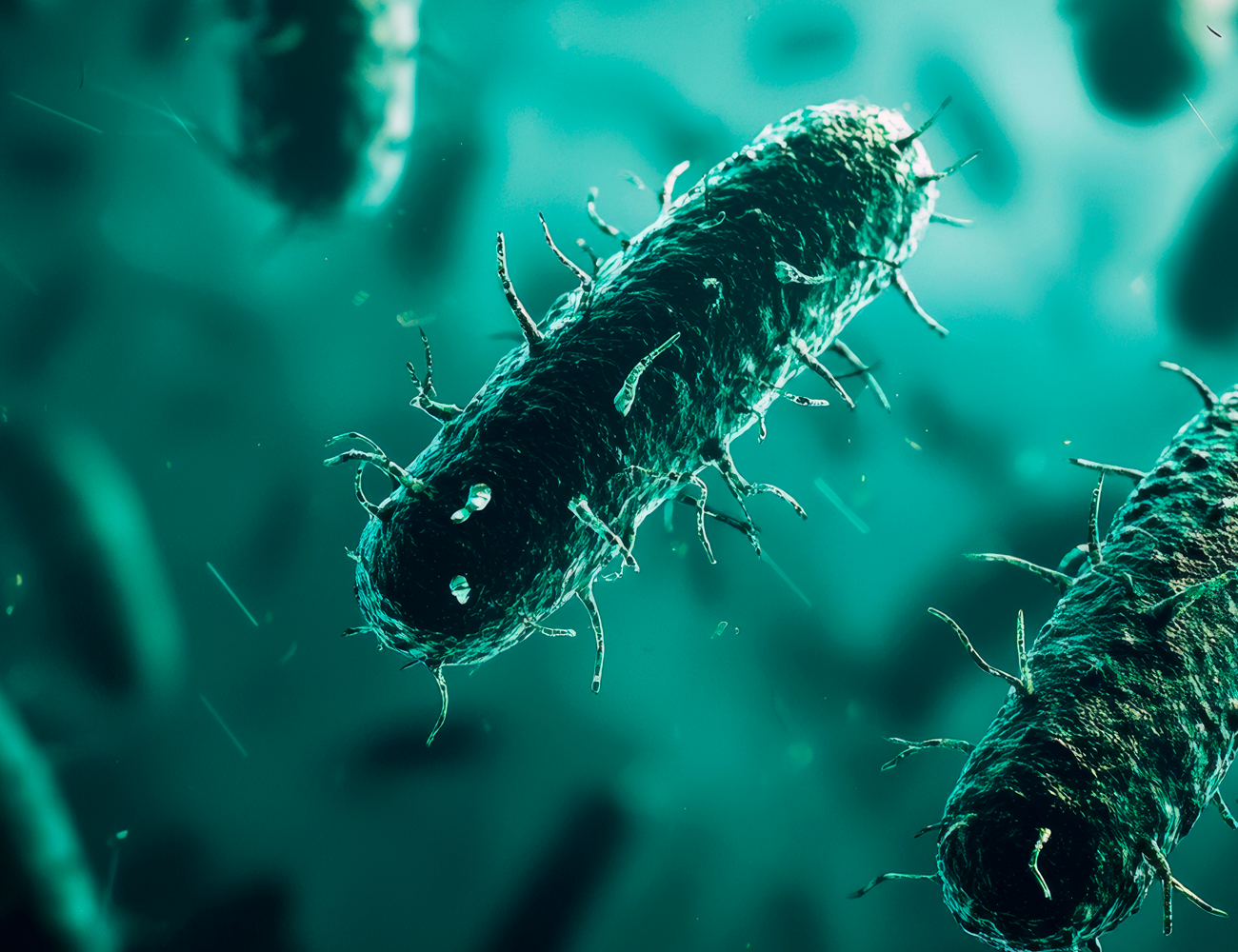 Test de Helicobacter pylori